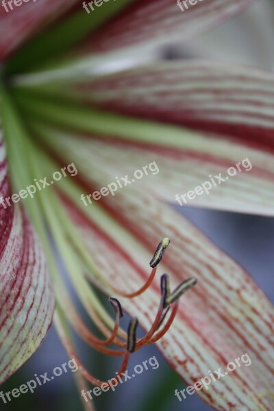 Pistil Blossom Bloom Calyx Lily