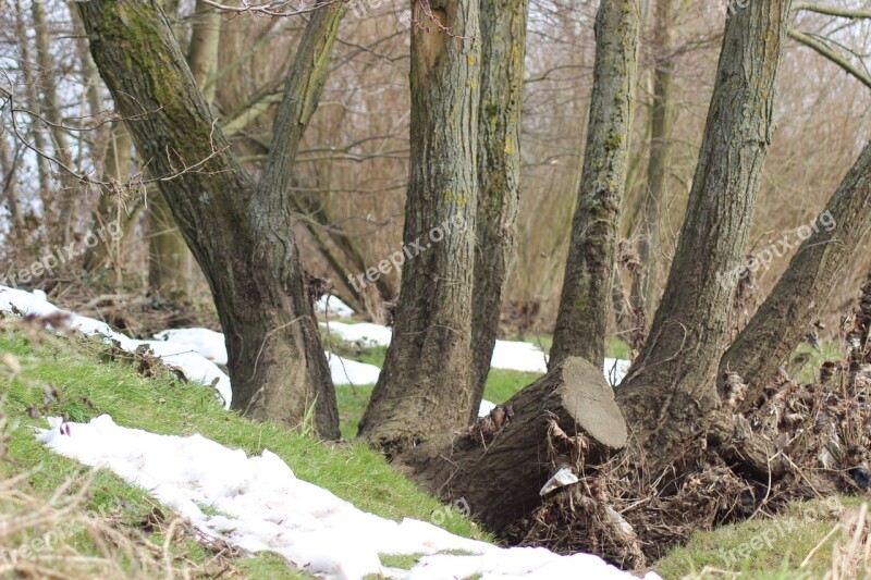 Trees Trunks Winter Snow Countryside