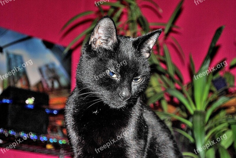 Black Cat Mieze Domestic Cat Free Photos