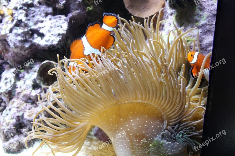 Aquarium Anemonefish Clown Fish Nemo Animal