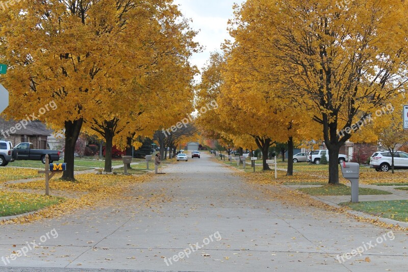 Fall Leaves Street Tree Fall Colors