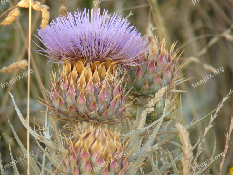 Thistle Field Grass Free Photos