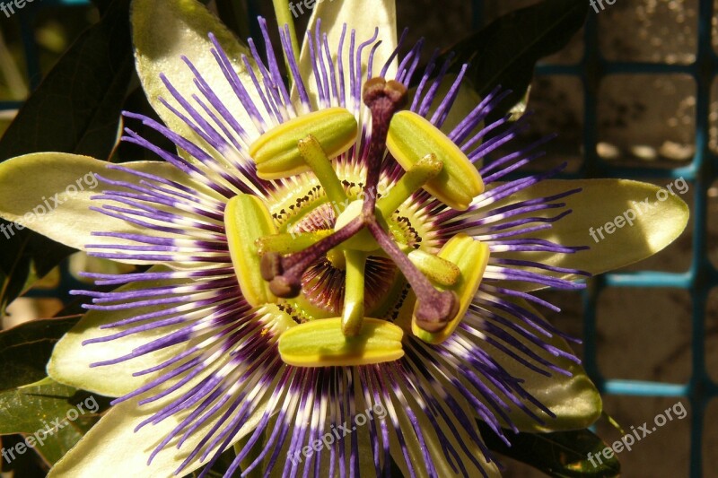 Passiflora Flower Passifloraceae Symmetry Free Photos