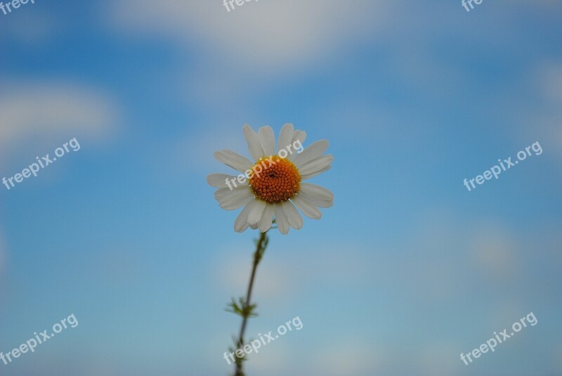 Daisy Sky Blossom Bloom Spring