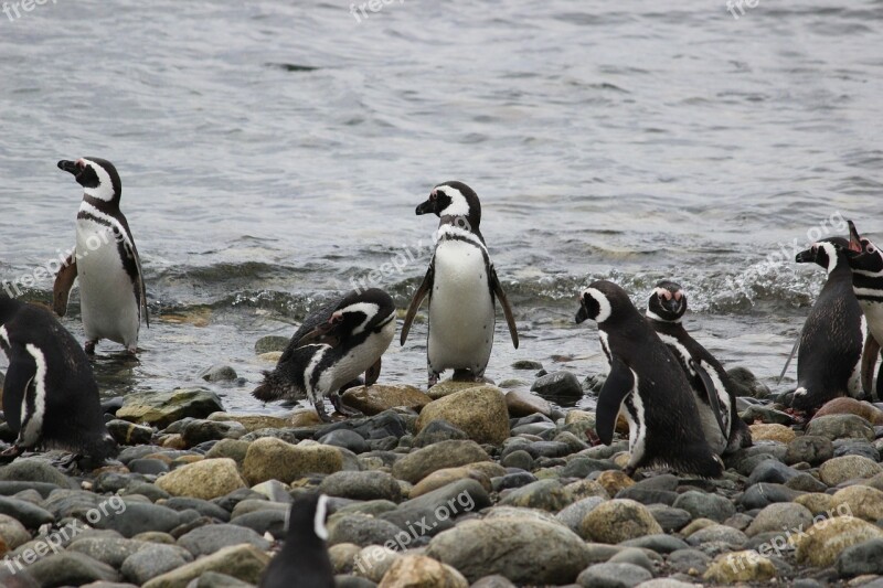 Fishing Penguins Penguin Cute Animal