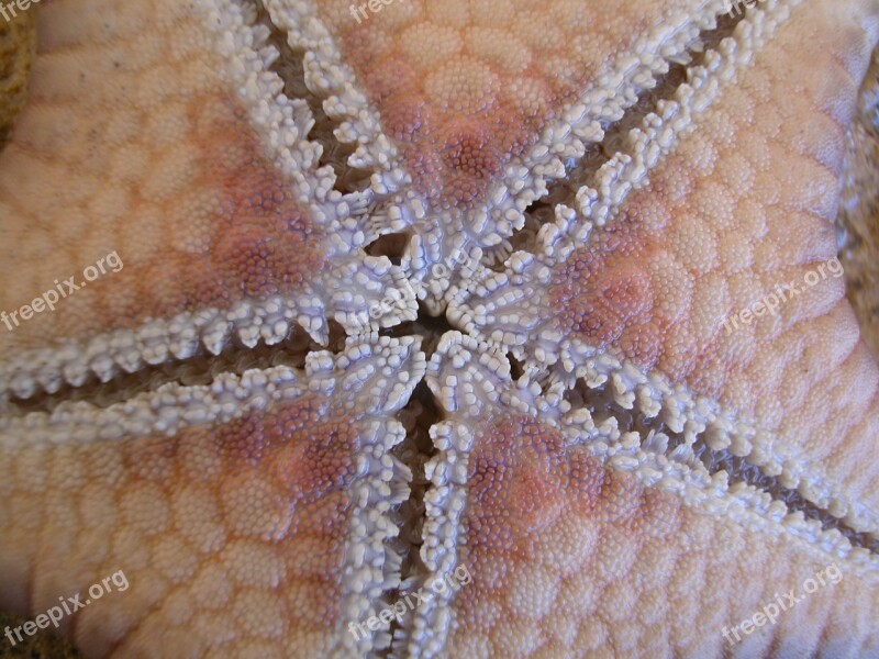 Starfish Close Macro Close-up Sea-life