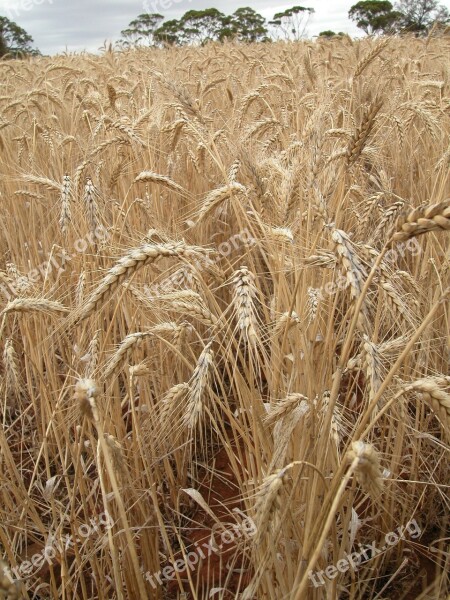 Wheat Wheat Field Cereal Landscape Agriculture