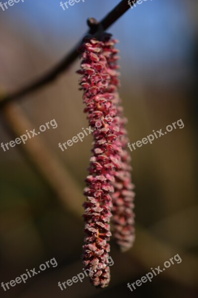 Hazelnut Branch Hazel Birch Greenhouse Spring