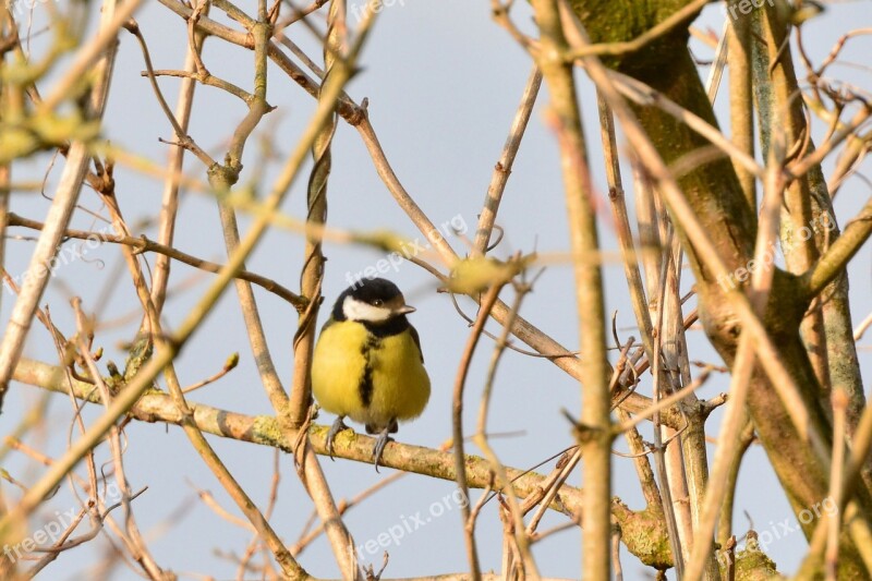 Tit Bird Nature Birds Green