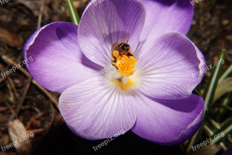 Crocus Flower Blossom Bloom Close Up