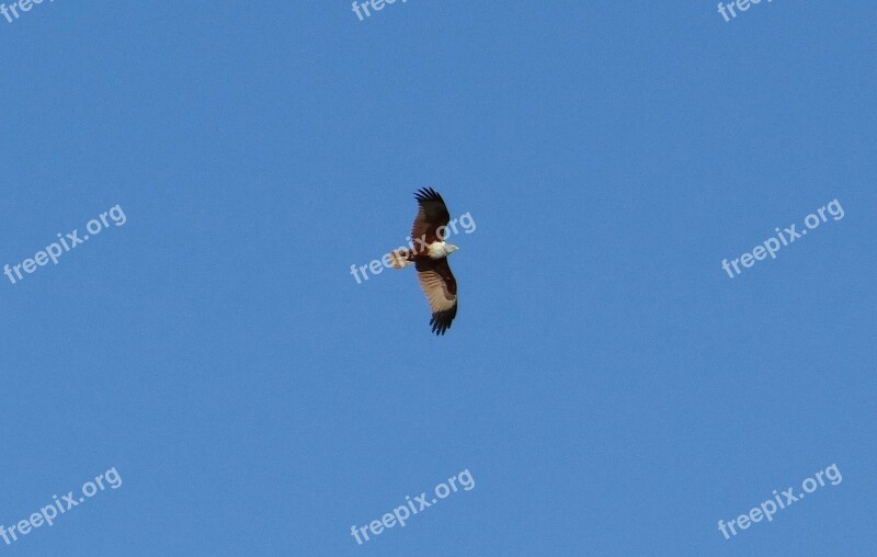 Brahminy Kite Haliastur Indus Red-backed Sea-eagle Bird Soaring