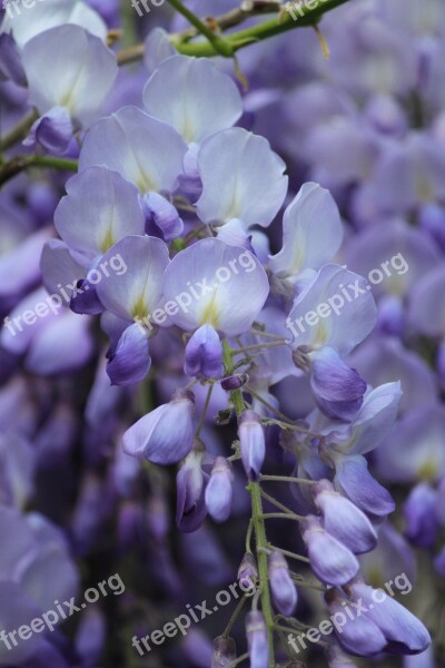 Blue Rain Wisteria Blossom Bloom Flowers