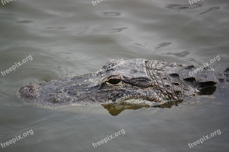 Crocodile Alligator Reptile Free Photos