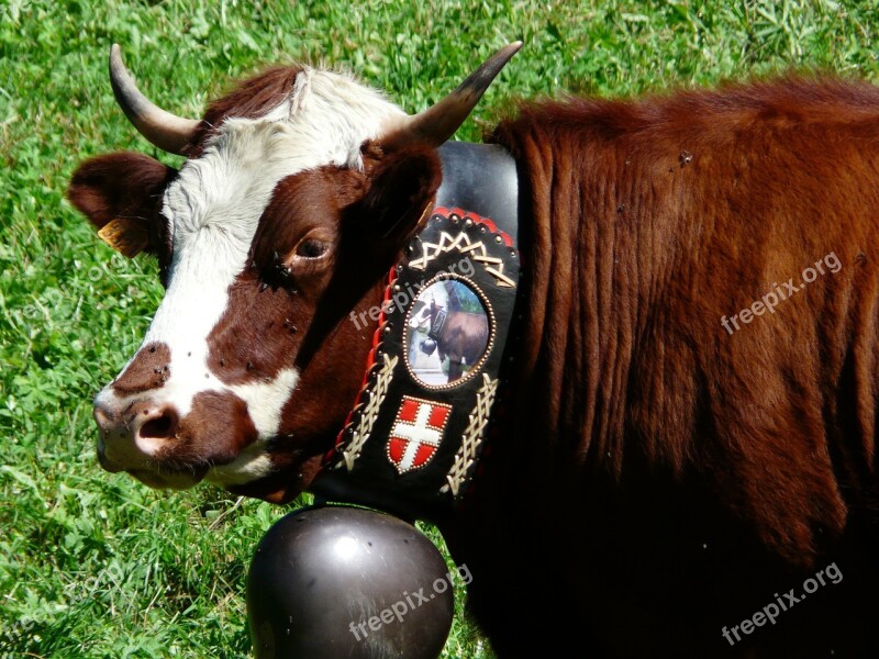 Cow Cattle Bell Alps Abundance