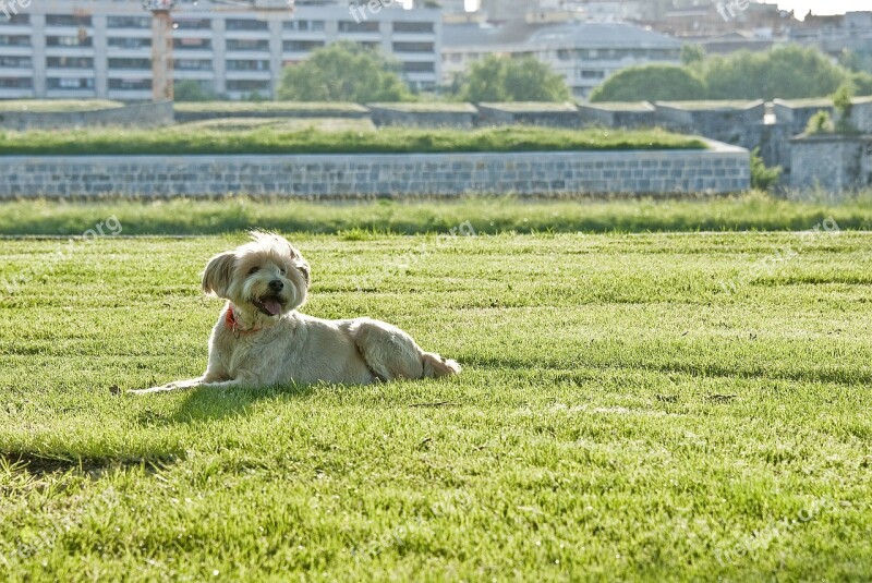 Pet Dog Happy Funny Friend