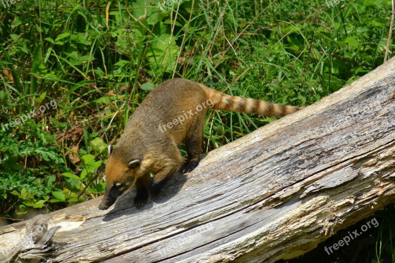 Coati South American Coati Ring-tailed Coati Quati Mammal