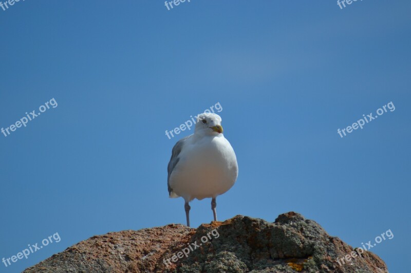 Seagull European Herring Gull Larus Argentatus Bird Sea Bird