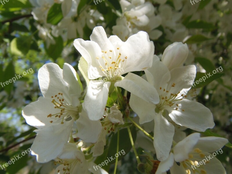 Spring Margaret Island Flowers White Nature