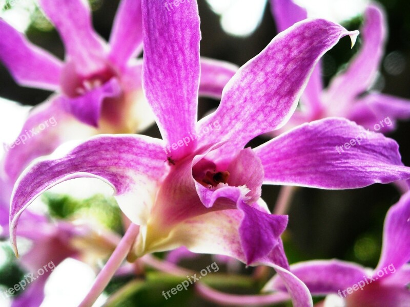 Orchid Flowers Purple Free Photos