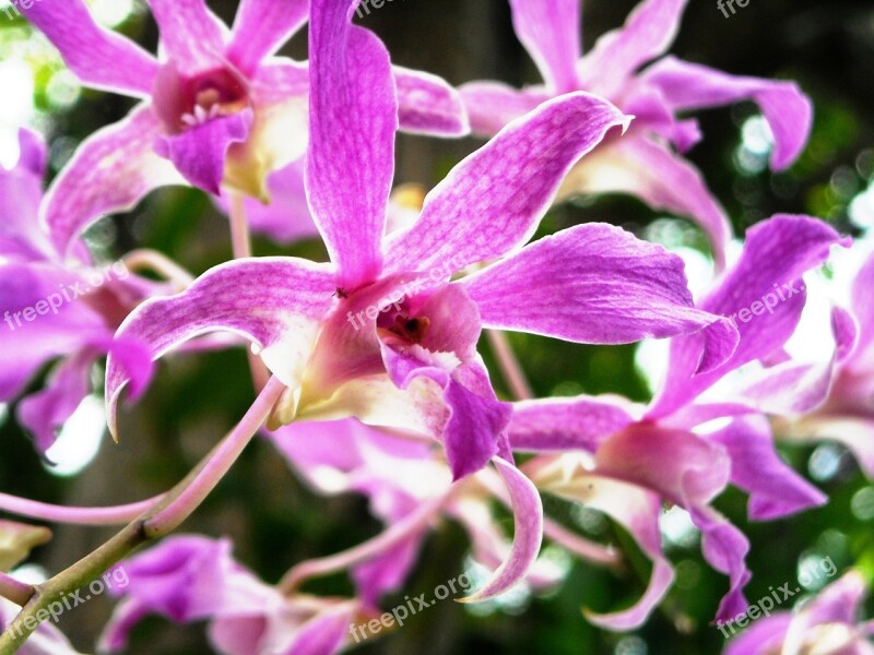 Orchid Flowers Purple Free Photos