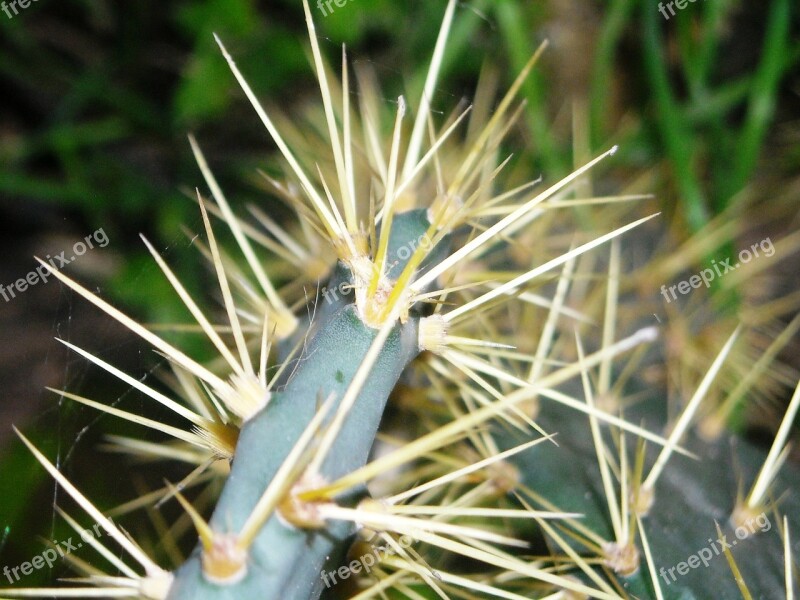 Cactus Centong Thorn Plants Free Photos