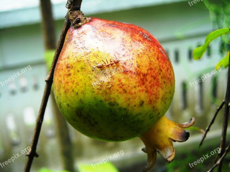 Pomegranate Fruit Ants Twig Leaf