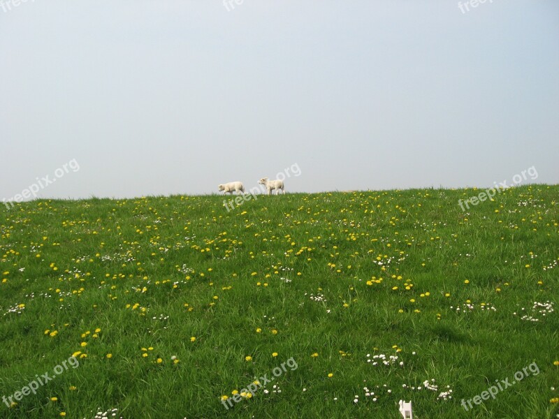 Sheep Dyke West Frisian Daisy Dandelion