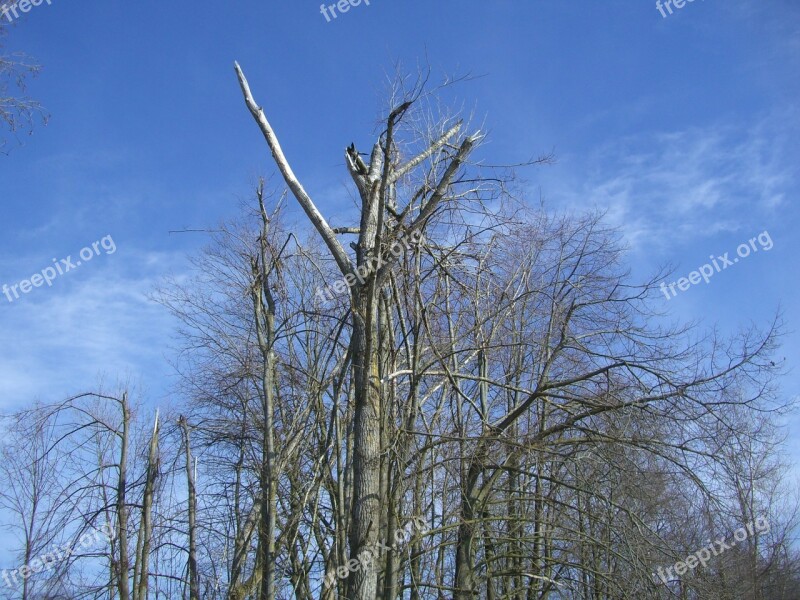 Tree Top Break Storm Damage Fracture Storm