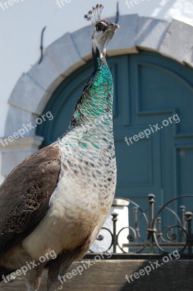 Peacock Bird Iridescent Peacock Hen Feather