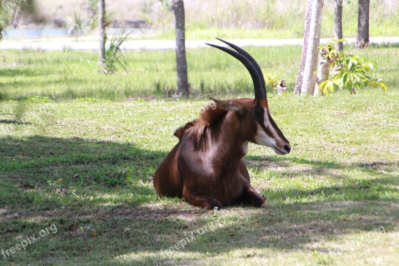 Sable Antelope Africa Wildlife Game