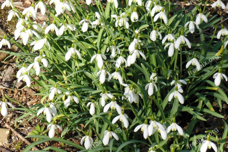 Snowdrop Nature Flowers Forest Signs Of Spring