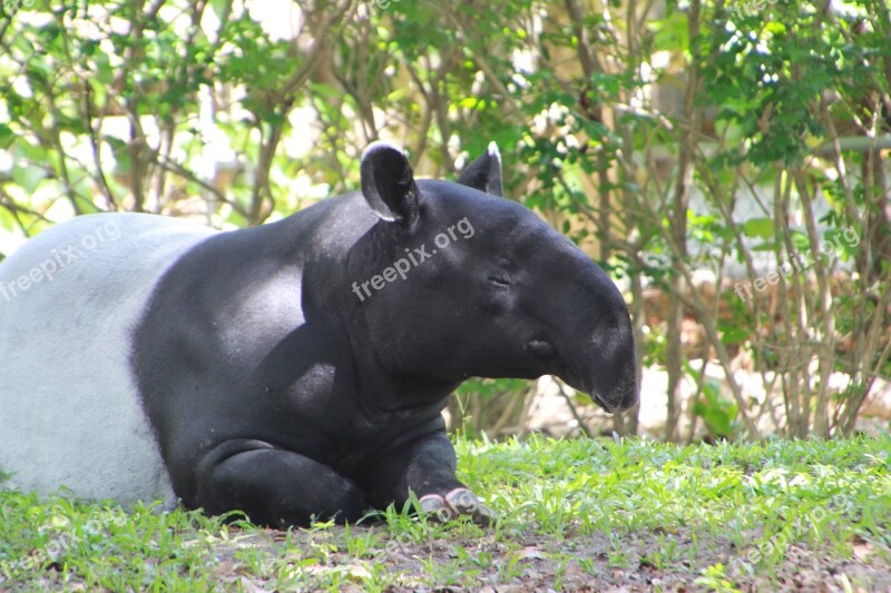 Tapir Animal Tapirus Mammal Nose