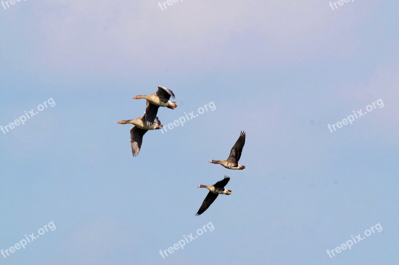 Wild Geese Migratory Birds Formation Landscape Atmosphere