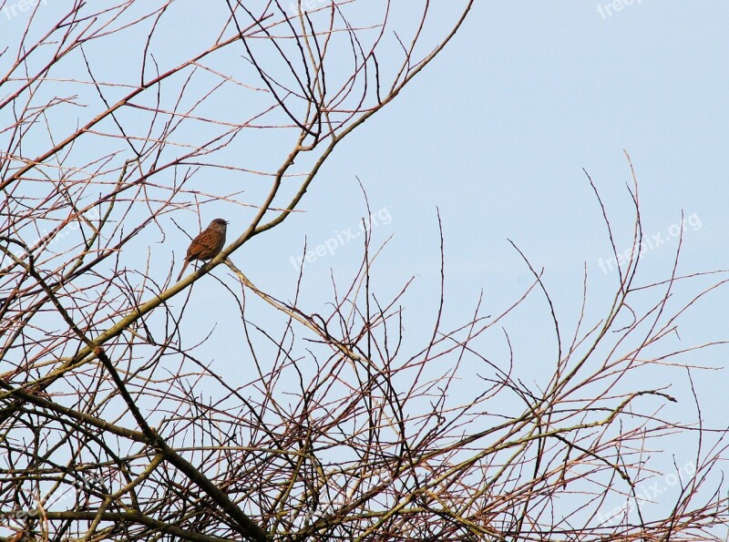 Bird Animal Nature Aesthetic Branches