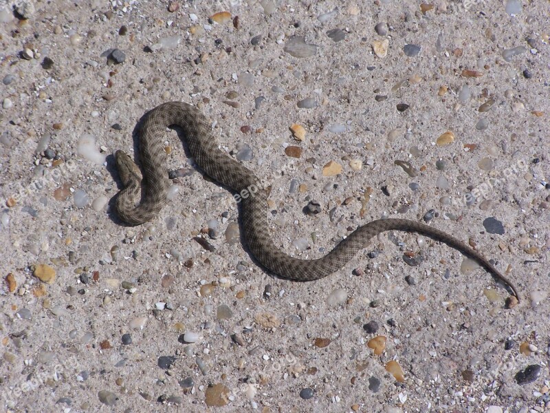 Snake Predator Viper Free Photos