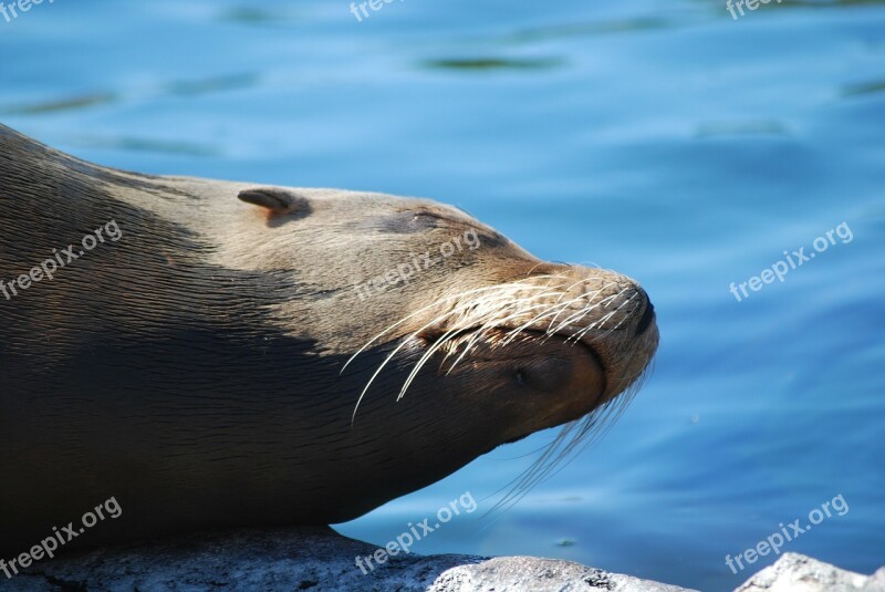 Seal Zoo Robbe Animal Water Creature