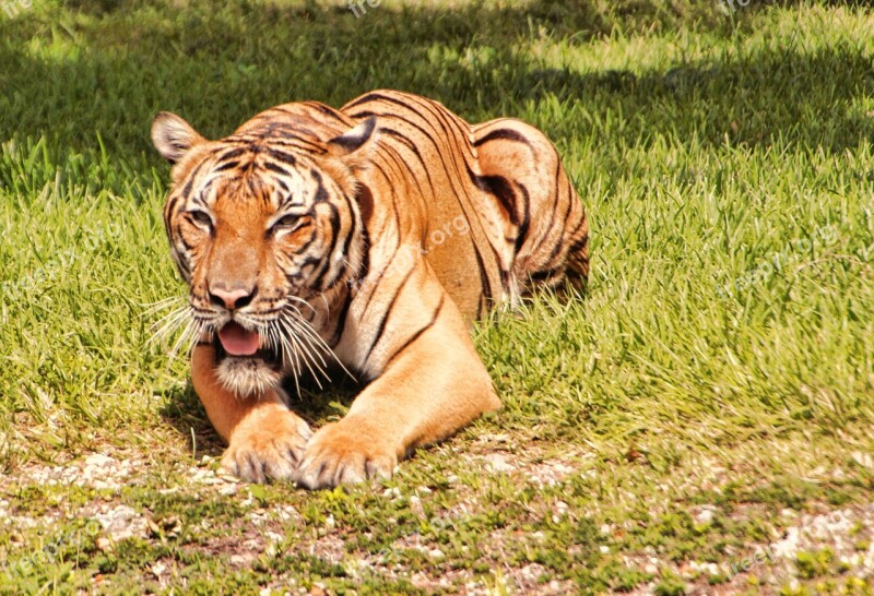 Tiger Bengal Tiger Feline Large Beautiful