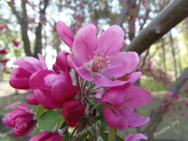 Spring Pink Louise Hill Designs Margaret Island Free Photos