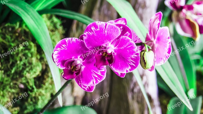 Orchid Purple Blooms Flower Blossom