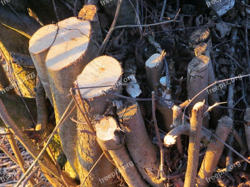 Tree Stump Wood Log Tree Like