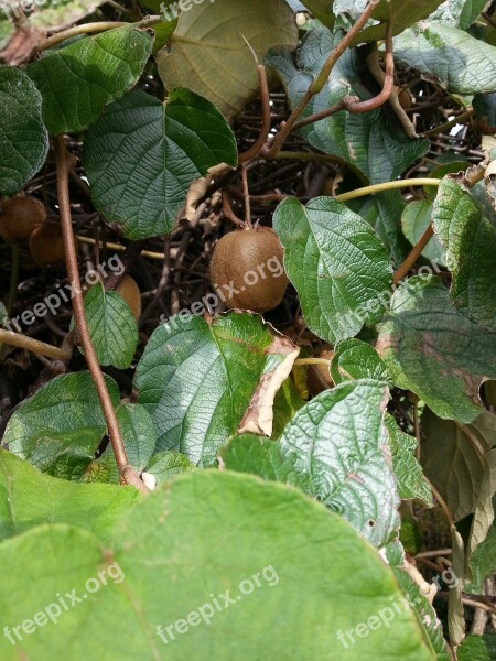 Kiwi Kiwi Tree Fruit Free Photos