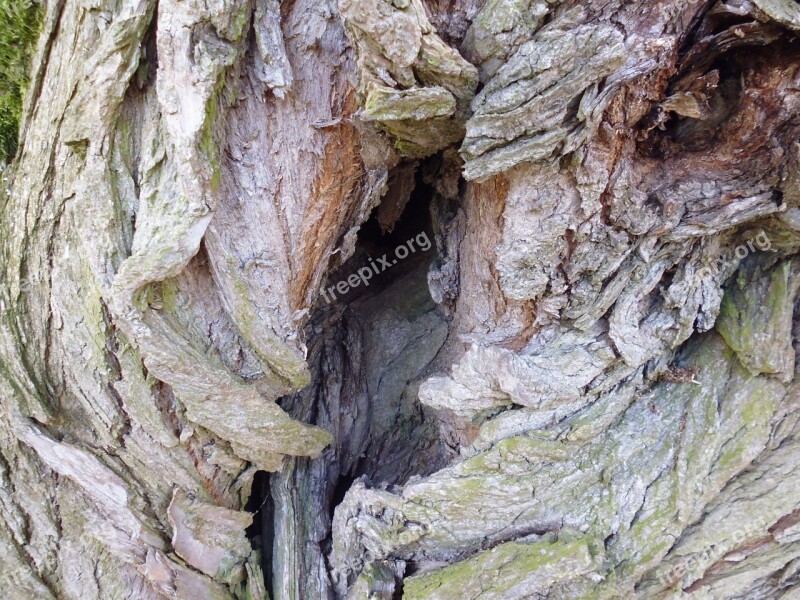 Knothole Log Nature Wood Tree Hole