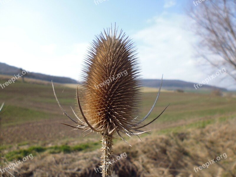 Card Dipsacus Thorns Nature Plant