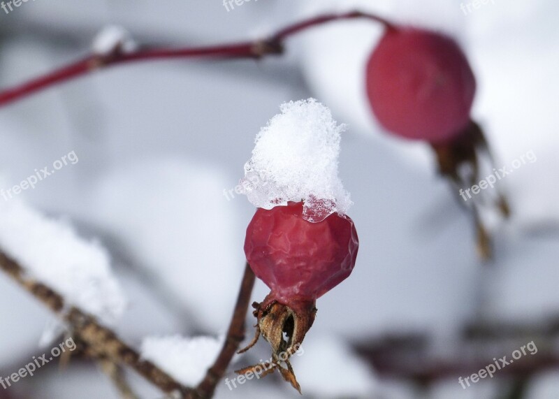 Wild Brier Dog Rose Hip Rose Hip Withered