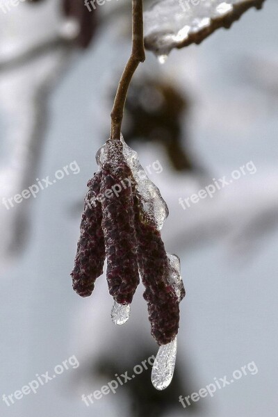 Birch Blossom Frozen Winter Nature