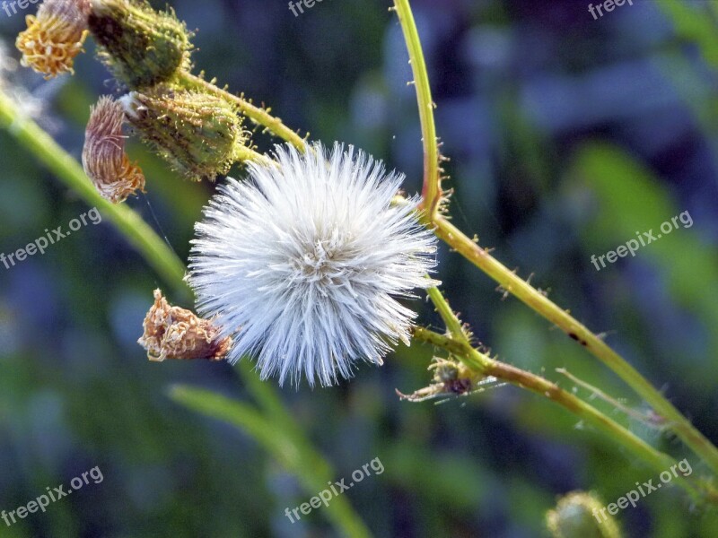 Withered Wild Flower Nature Wild Plant Meadow