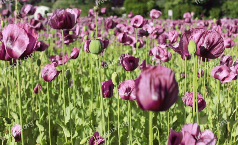 Flowers Poppy Summer Meadow Field Of Poppies Violet