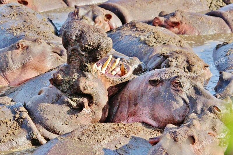 Hippo Hippopotamus Animal Africa Tanzania