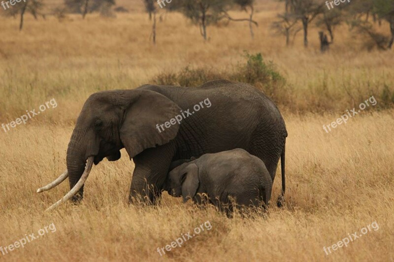 Elephant Baby Elephant Family Serengeti National Park Africa Tanzania