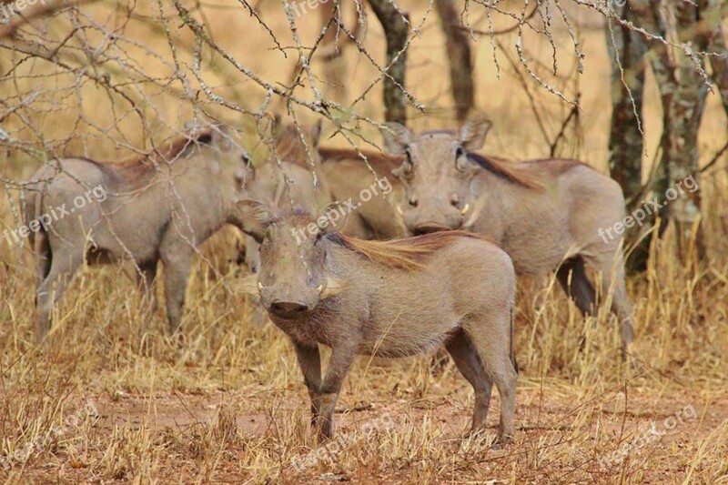 Warthogs Tanzania Africa Warthog Serengeti